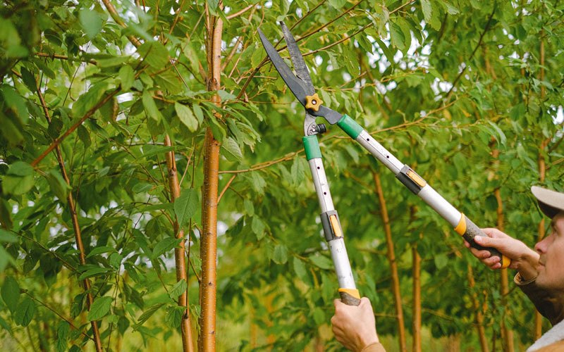 Tree trimming in Risingsun, OH